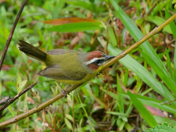 <h3><a href="/trips/costa-rica/biota/animalia/chordata/aves/040 passeriformes/122 parulidae/basileuterus rufifrons/basileuterus rufifrons-nl.html">Basileuterus&nbsp;rufifrons</a> / Rufous‑capped&nbsp;warbler / Roodkapzanger</h3>OM-1 Mark II met OLYMPUS M.150-400mm F4.5 TC, 1/2000 sec  bij F5.6, ISO 10000, afstand 6.19&nbsp;m